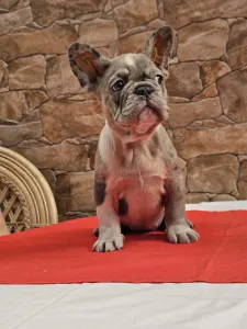 Francuski buldog - Danilo