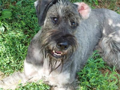 Giant Schnauzer - Cooper