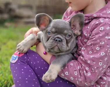 Französische Bulldogge - Lilla 