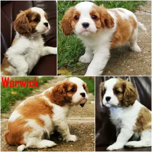 Cavalier King Charles Spaniel - Warwick