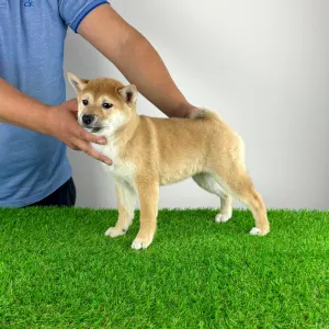 Shiba - Inna