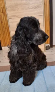 Angol Cocker spániel - Warriorhearted