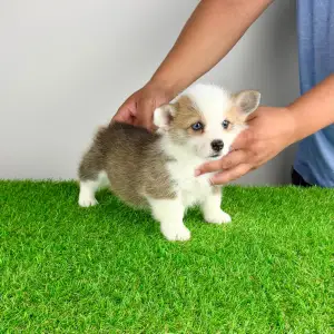 Welsh Corgi Pembroke - Chita