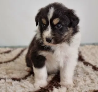 Australian Shepherd - Daikoku