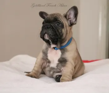 Francia bulldog - Aslan