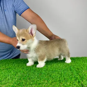 Welsh Corgi Pembroke - Ryky