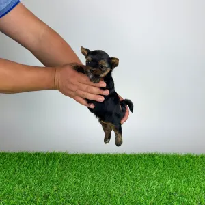 Yorkshire Terrier - Ylko