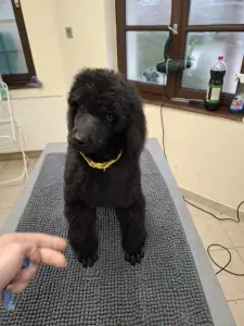 Óriás uszkár - Velvety Shadows Duchess Of Daisy