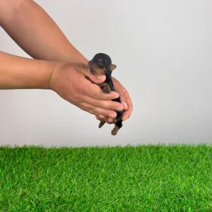 Yorkshire Terrier - Wanda