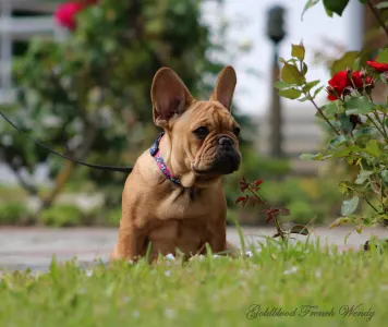 Bulldog francese - Wendy