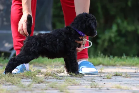 Poodle Standard - Silver Female