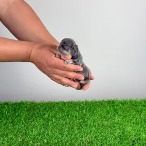 Чихуахуа - Farinella