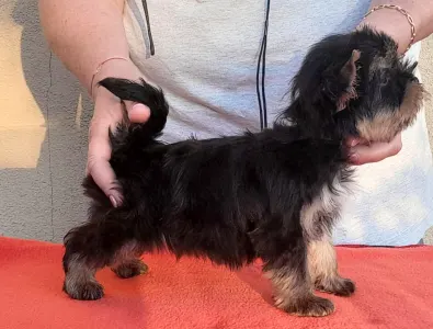 Yorkshire Terrier - Happy Life (extra Small)