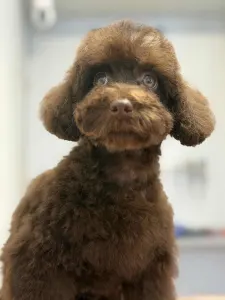 Poodle Miniature - Dóra ( Little Dwarf )