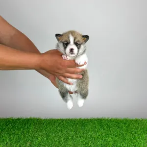 Pembroke Welsh Corgi - Zyrus