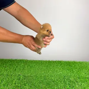 Pomeranian - Tommy