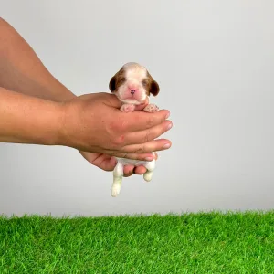 Cavalier King Charles Spaniel - Katie