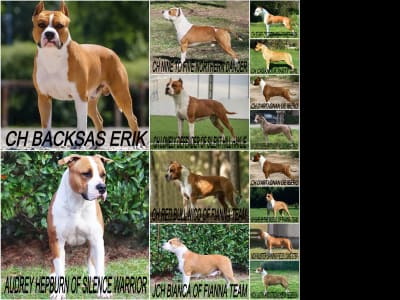 Amerikanischer Staffordshire Terrier - Handsome Dicaprio Of Silence Warrior