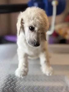 Střední pudl - White Boy