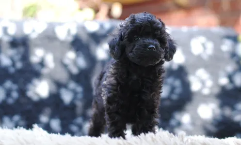 Poodle Miniature - Blackmirror