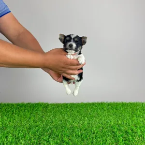 Yorkshire Terrier - Elroy