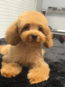 Barbone toy - Szofi ( Toy Size )