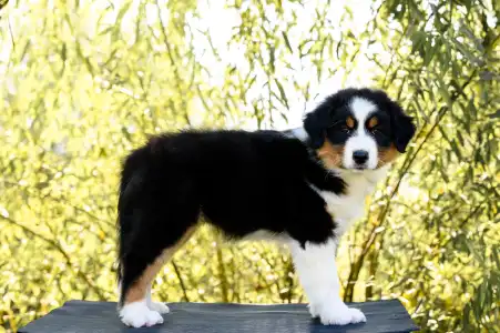 Ausztrál juhászkutya - Amelia