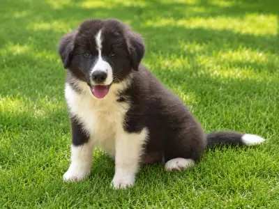 Border collie - Dylan Fmg