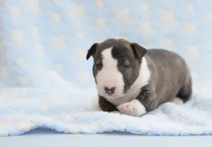 Miniatűr bullterrier - Nathan