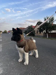 American Akita - Holly Of Tad Bears