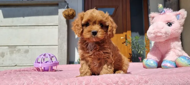 Cavapoo - Cuki