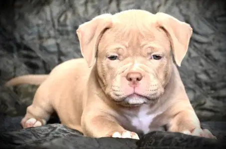American Bully - Pocket - Zaria