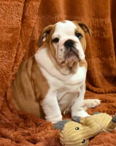 Bulldog - Rengőhegyi-ormán Brúnó