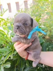 Francia bulldog - Nico