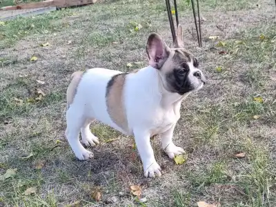Bulldog francez - Igor "folti"