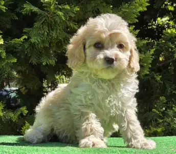 Cavapoo - Flora
