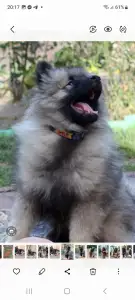 Wolfsspitz - Silver Whirl