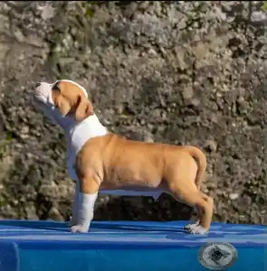 Amstaff - King Of Montenegro Kennel