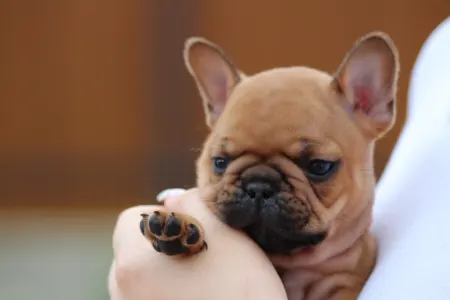 Französische Bulldogge - Ufo
