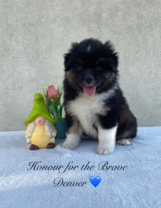 Berger australien - Honour For The Brave Denver