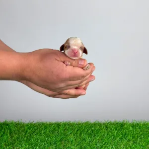 Cavalier King Charles Spaniel - Katie