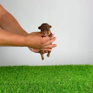 Yorkshire terrier - Helena