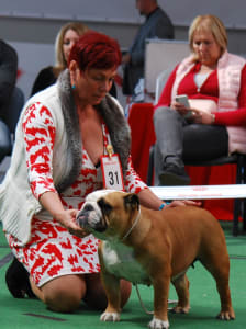 Bulldog englez - Rengőhegyi-orman Kennel