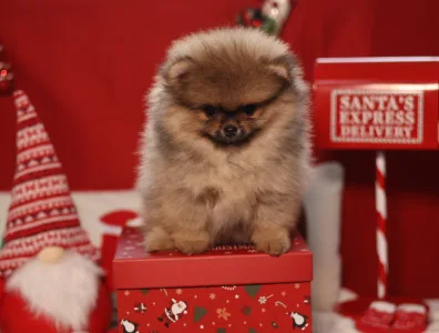 Szpic miniaturowy - Mona🩷