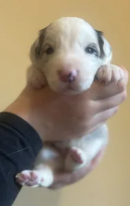 Border Collie - Geraniol