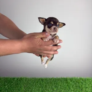 Chihuahua - Zoya