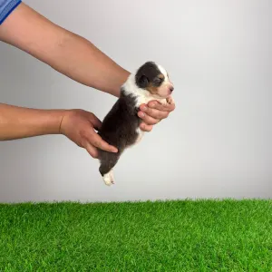 Australian Shepherd - Dirk