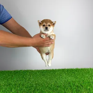 Shiba Inu - Infinity 