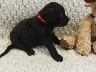 Cane Corso - Forza Di Diavolo Elise