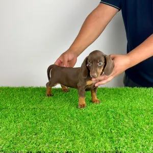 Dachshund - Chubby